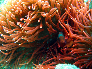 <strong>Lire la suite</strong><br>Raja Ampat 2006 Raja Ampat 2006